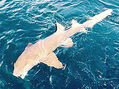 8 Foot Shark