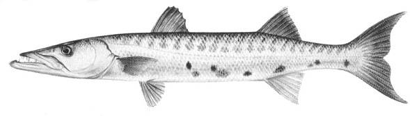 Barracuda