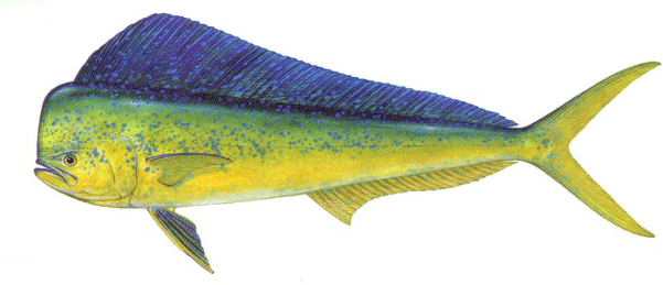 Dolphin