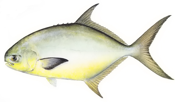 Pompano