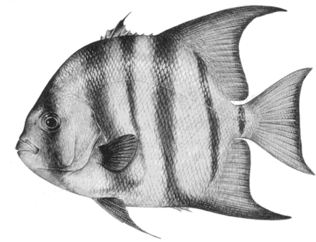 Spadefish