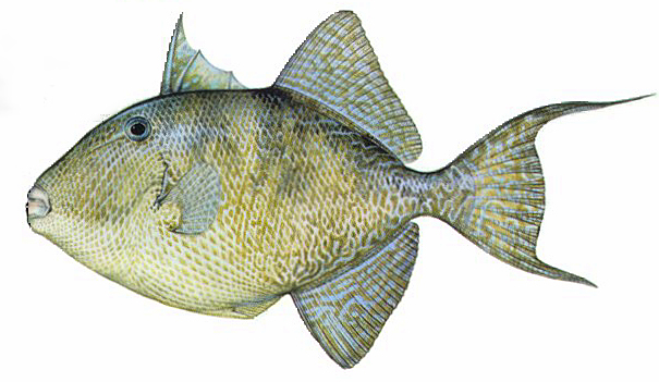 Triggerfish