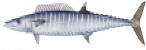 Wahoo