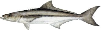 Cobia