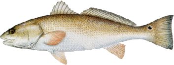 Red Drum