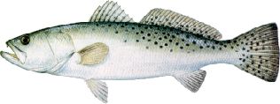 Spotted Seatrout