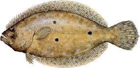 Gulf Flounder