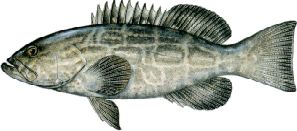 Black Grouper