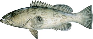 Gag Grouper
