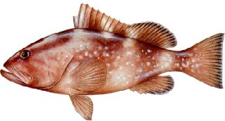 Red Grouper