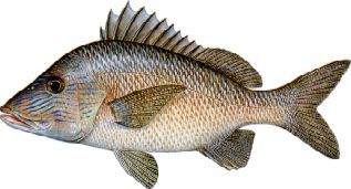 White Grunt