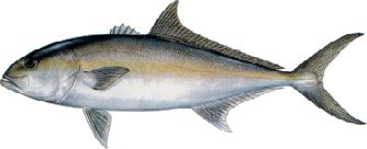 Greater Amberjack