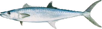King Mackerel
