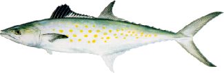 Spanish Mackerel