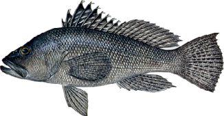 Black Sea Bass