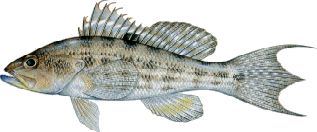 Rock Sea Bass