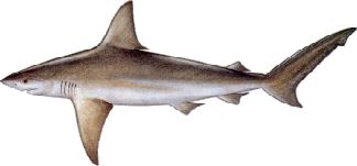 Sandbar Shark