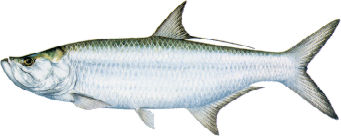 Tarpon